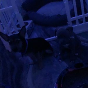 Meet your Posher, Kennel